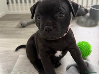 Staffordshire Bull Terrier dogs 🐾2 Beautiful black Girls left 🩷💛 KC registered - Advert 9