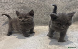 British Shorthair cats for sale: British short hair kittens  - Image 11