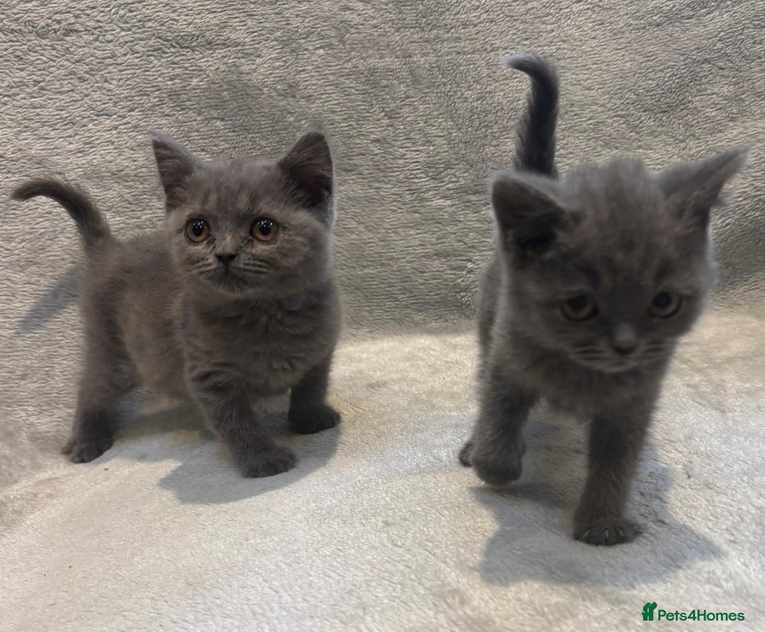British Shorthair cats for sale: British short hair kittens  - Image 11
