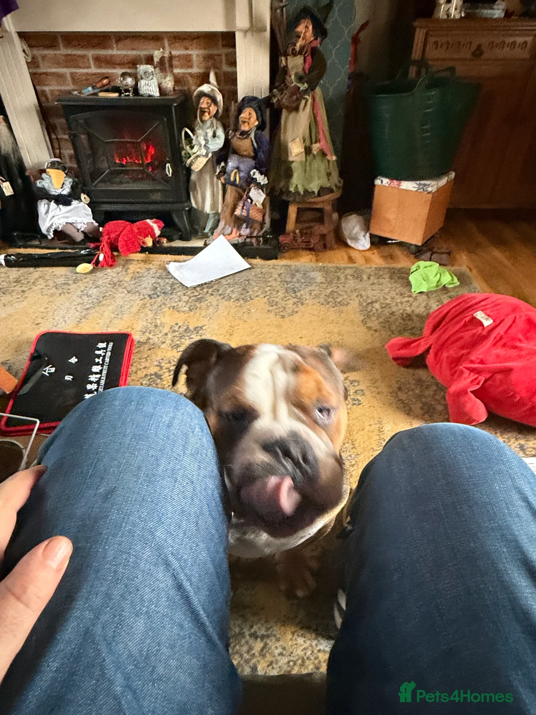 Mixed Breed dogs for sale: English French bulldog x 3-4yrs - Advert 9