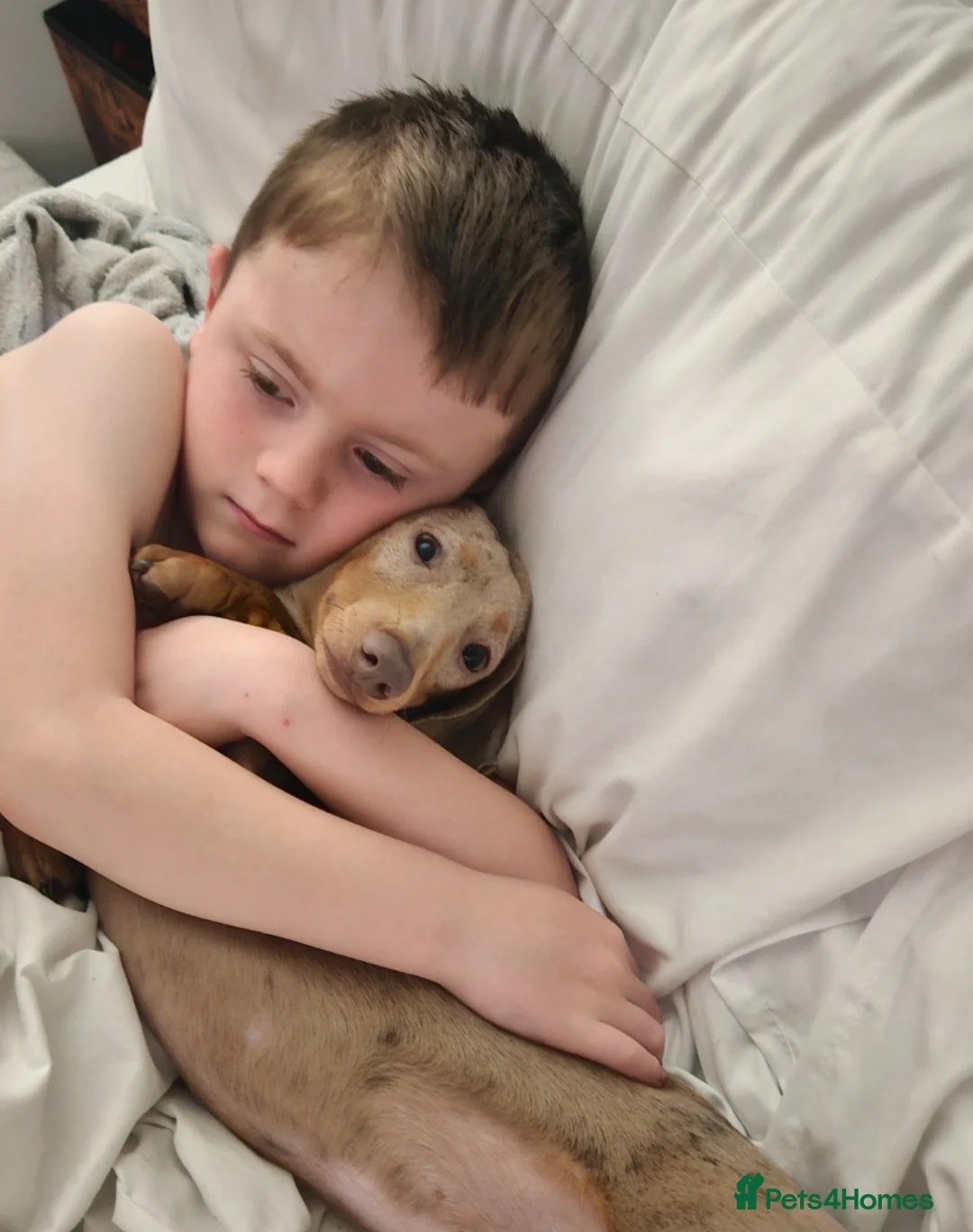 Miniature Dachshund dogs for stud: Miniature Daschund KC Registered PRA clear STUD  - Advert 4