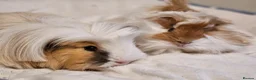 Guinea Pig rodents for sale: Various bonded pairs baby/young boy guineas pigs - Advert 8