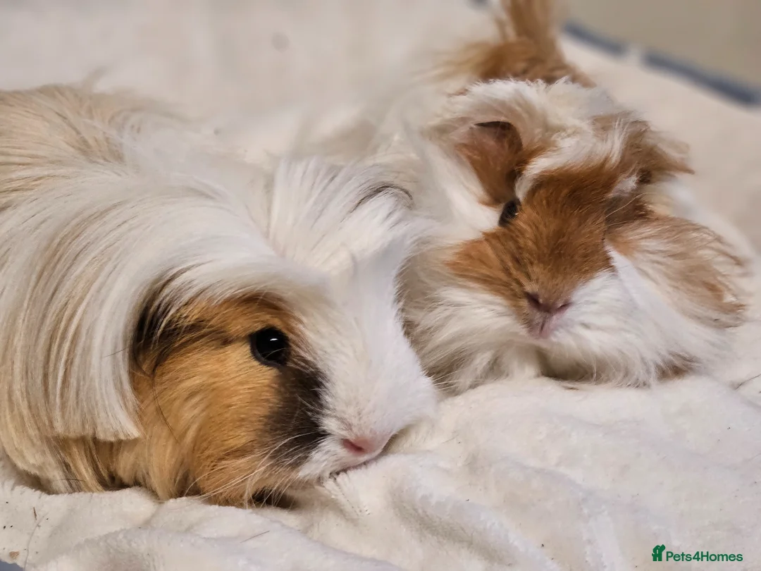 Guinea Pig rodents for sale: Various bonded pairs baby/young boy guineas pigs - Advert 8