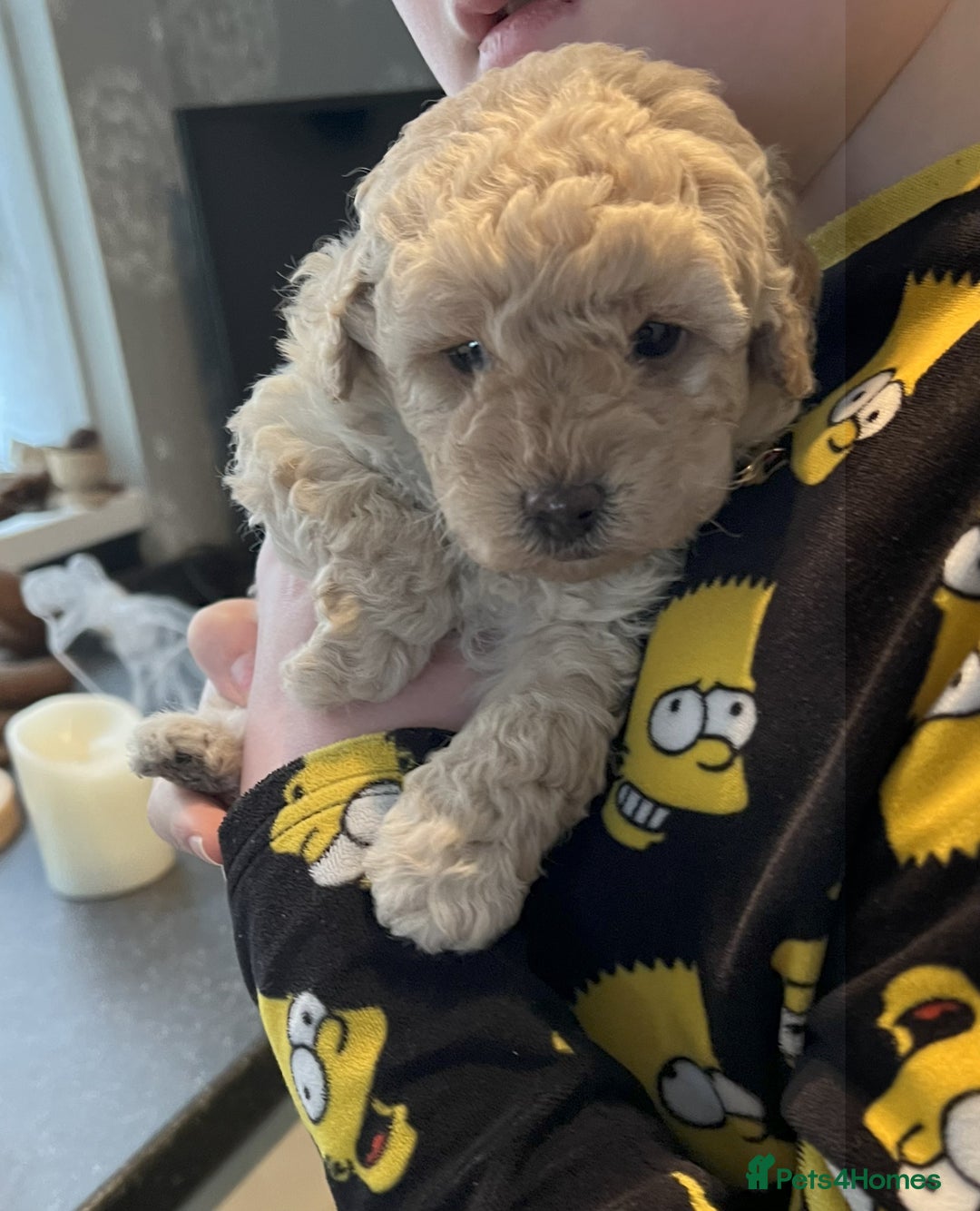 Toy Poodle dogs for sale: Gorgeous Toy Poodle Puppies - Advert 5