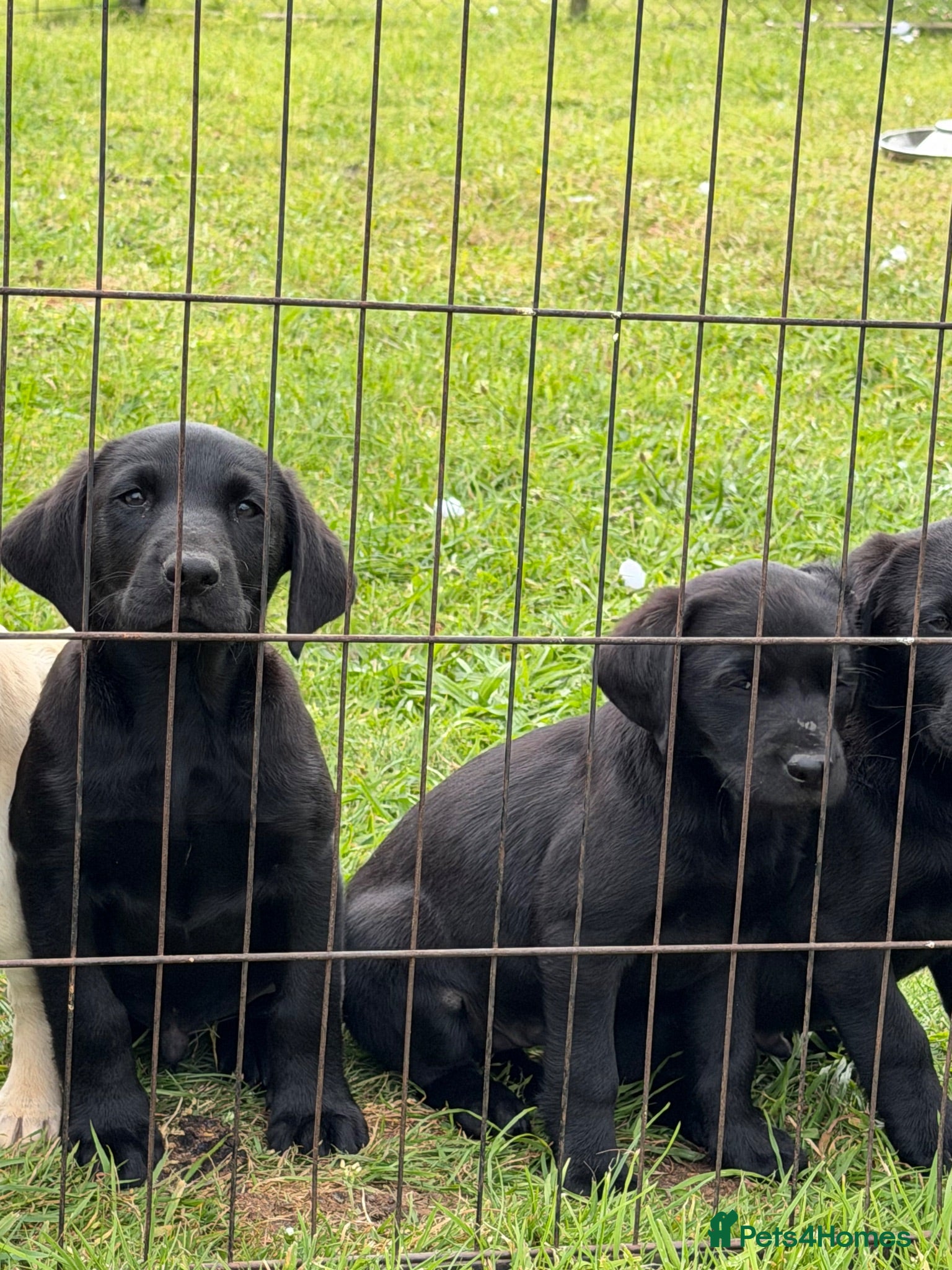 Labrador Retriever dogs Labrador puppies  - Advert 14
