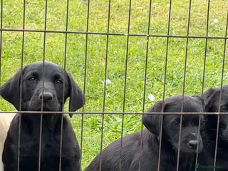 Labrador Retriever dogs Labrador puppies - Advert 14