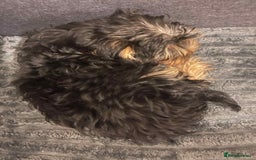 Yorkshire Terrier dogs for sale:  Maxi - Image 3