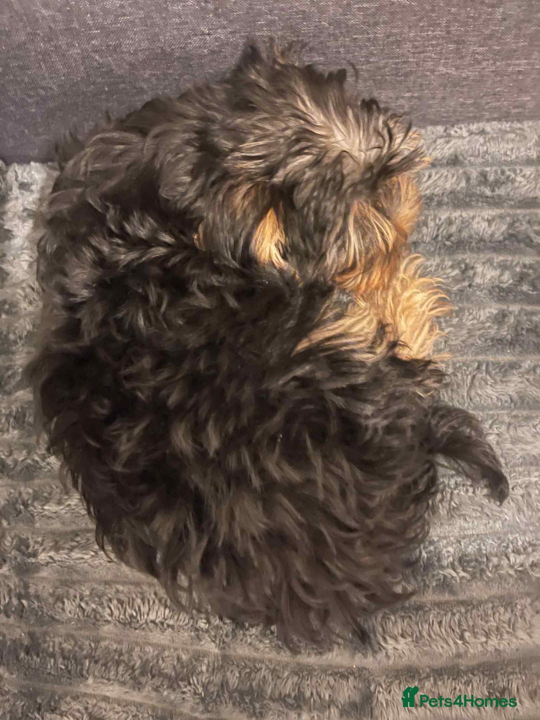 Yorkshire Terrier dogs for sale:  Maxi - Image 3