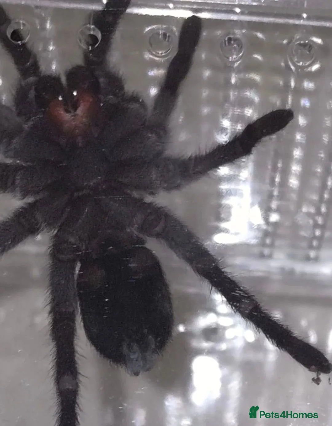 Tarantulas invertebrates for sale: various tarantulas for sale - Advert 2