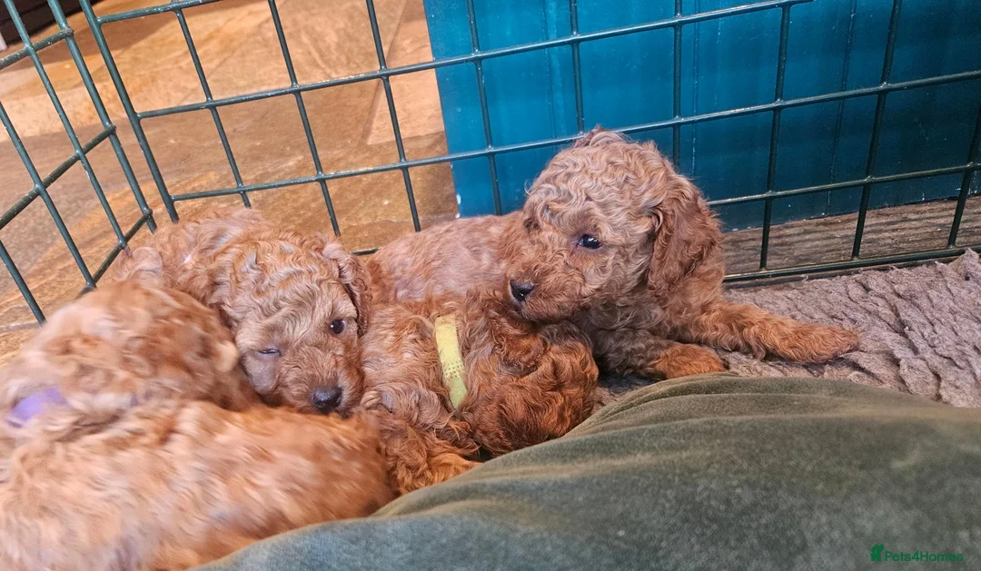 Toy Poodle dogs for sale: Stunning  Red Toy Poodle Pups  in Canterbury - Advert 10