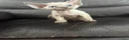Devon Rex cats for sale: ❤️Devon rex kittens available 😻 - Advert 15