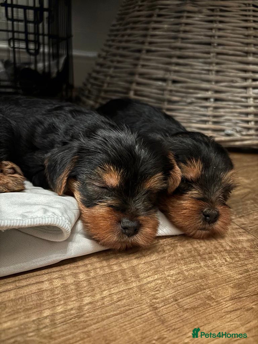 Yorkshire Terrier dogs for sale: Two Female Yorkshire Terrier Puppies  - Advert 2