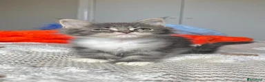 Grey and white poly female TINA 