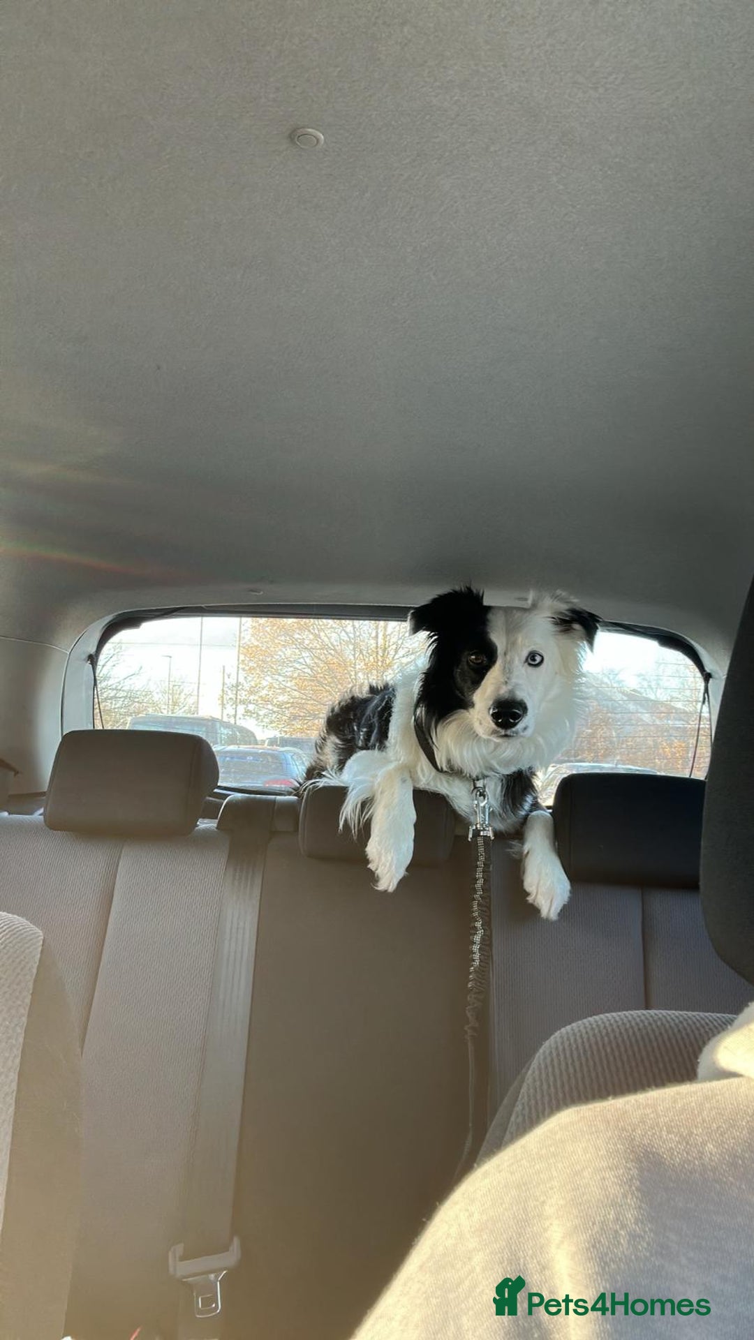 Border Collie dogs for sale: Border Collie 'Bandit' looking for a good home - Advert 4