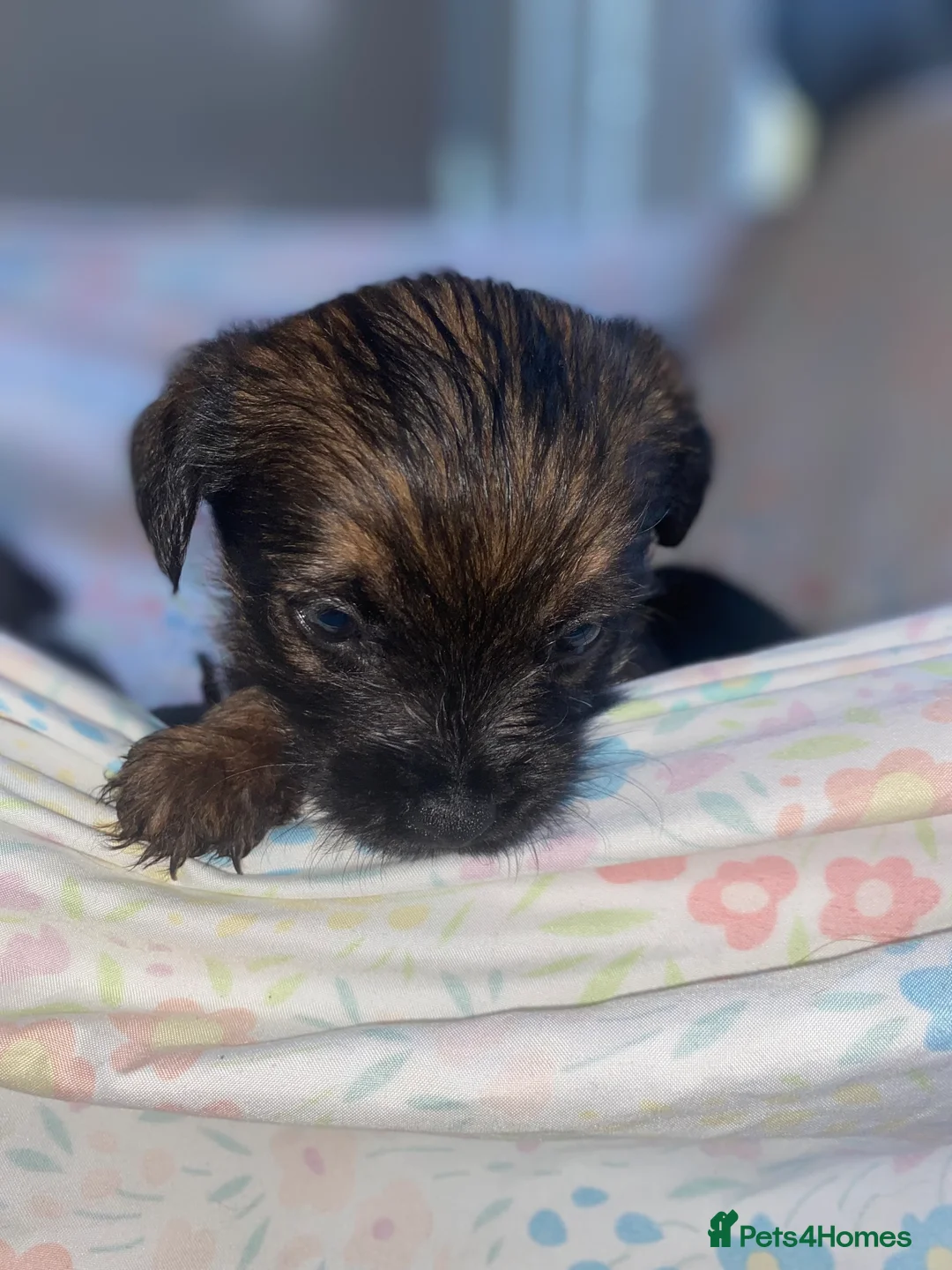 Border Terrier dogs for sale: 4 beautiful border terrier boys left  - Advert 27
