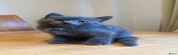 British Shorthair cats for sale: Two female and two male kittens  - Advert 11