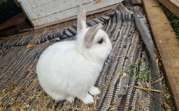 Polish rabbits for sale: Polish rabbit - Image 2