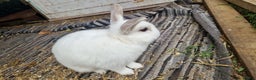 Polish rabbits for sale: Polish rabbit - Advert 2