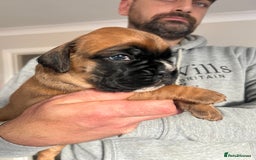 Boxer dogs for sale: Kc Beautiful Red and White Boxer Puppies  - Image 9