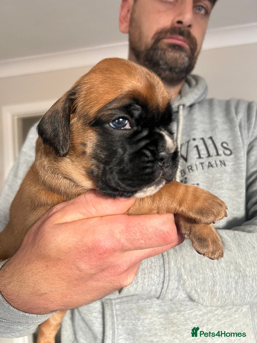 Boxer dogs for sale: Kc Beautiful Red and White Boxer Puppies  - Image 9