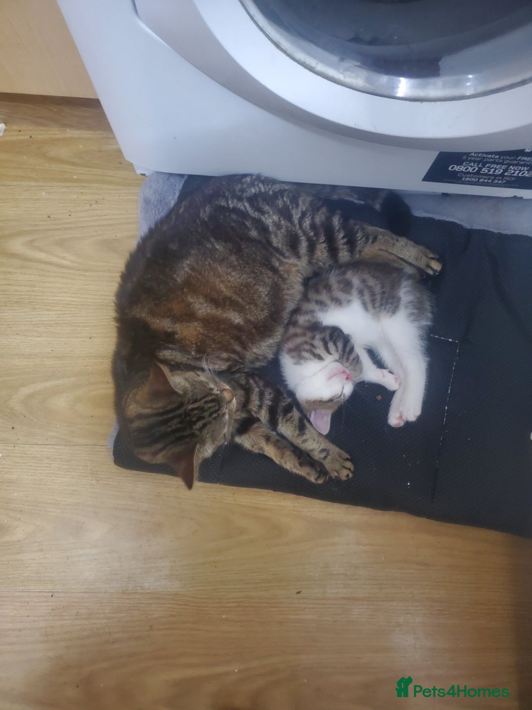 Domestic Shorthair cats for sale: Tabby and white baby girl - Advert 8