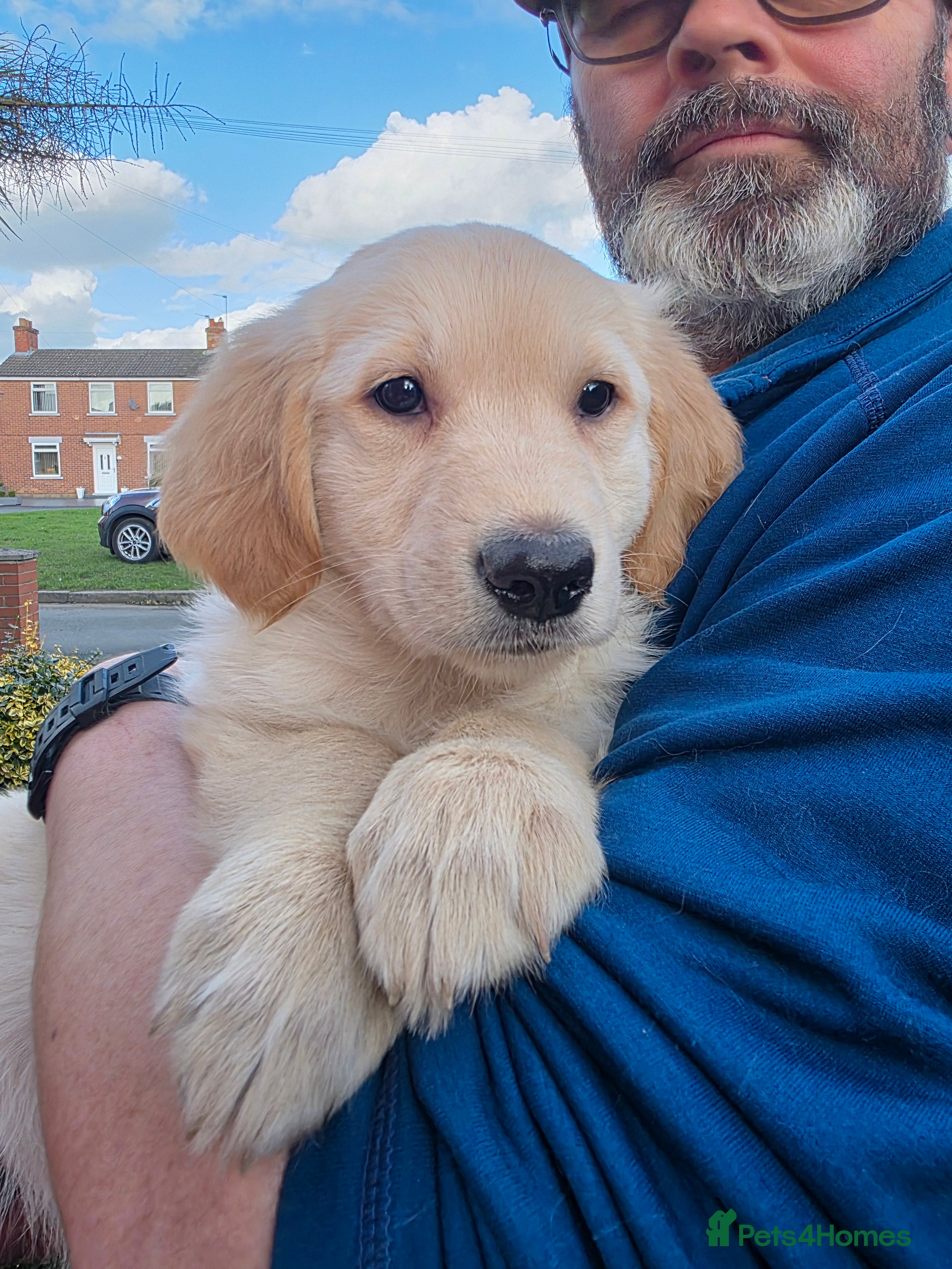 Golden Shepherd dogs Beautiful girl - Advert 7