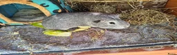 Guinea Pig rodents for sale: Handsome grey & white male Guinea pig for sale in Windsor - Advert 1