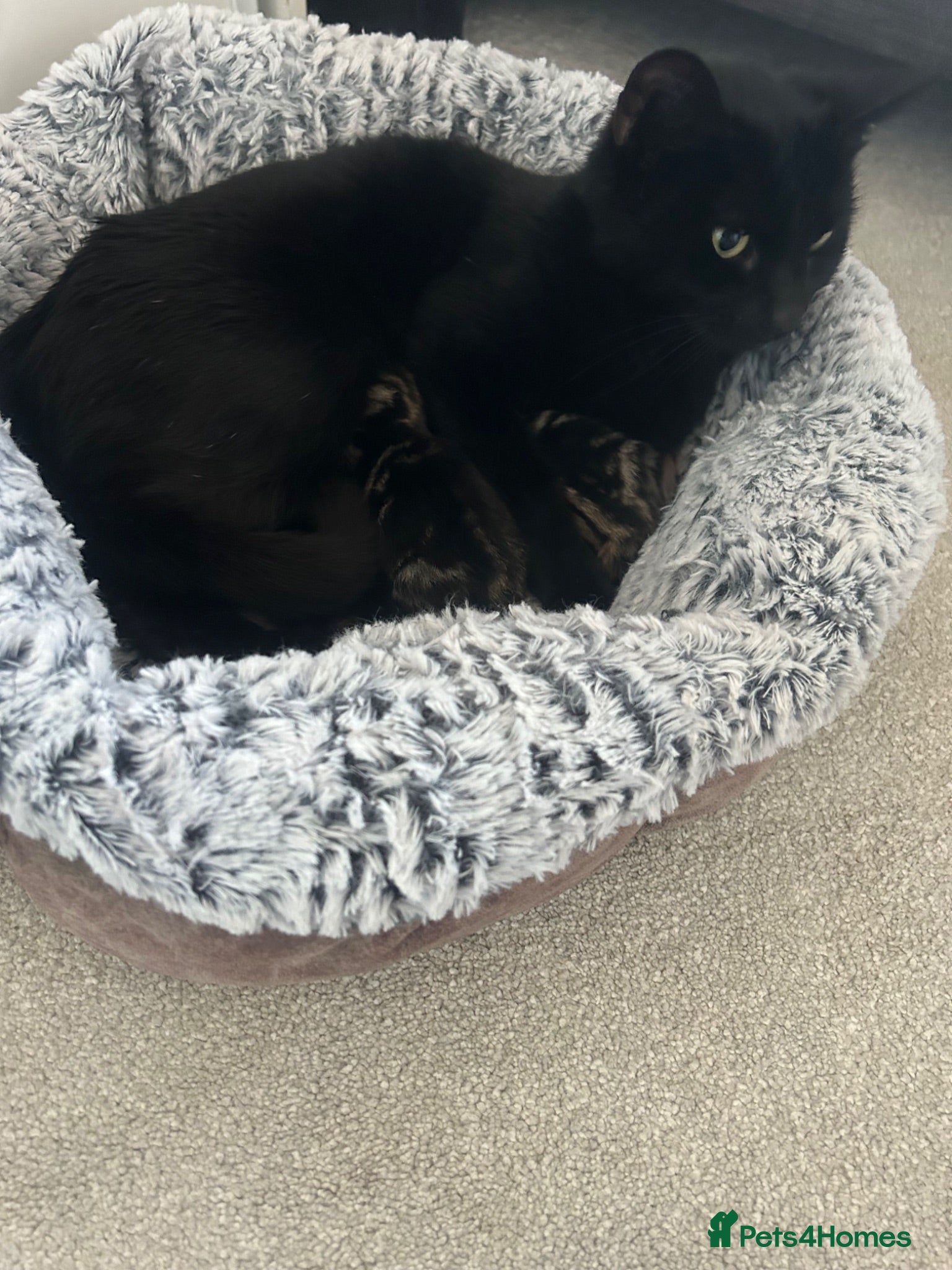 Mixed Breed cats 2 girl kittens for sale  - Advert 5