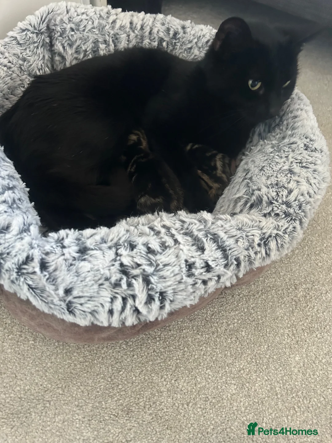 Mixed Breed cats for sale: 2 girl kittens for sale  - Advert 1