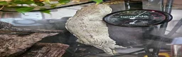Gecko reptiles for sale: Moro leachianus gecko - Advert 2