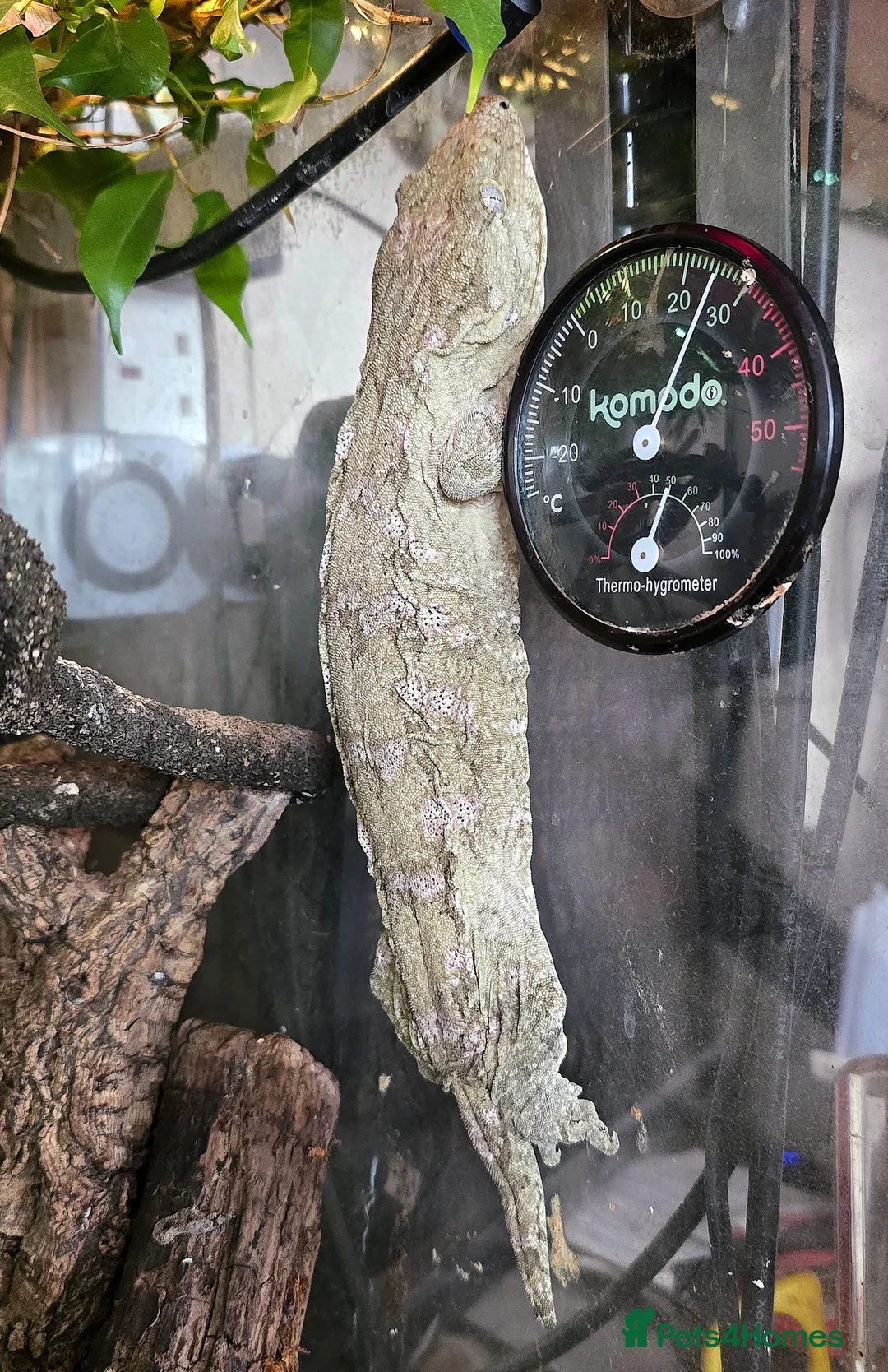 Gecko reptiles for sale: Moro leachianus gecko - Advert 2