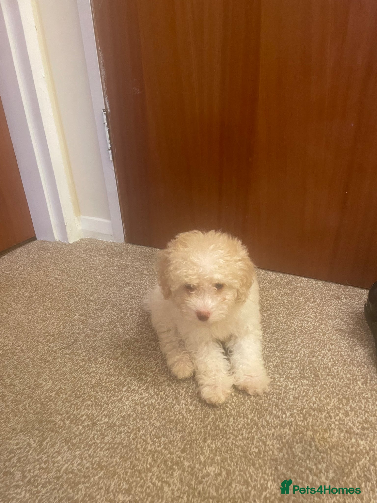 Cockapoo dogs F1b cocapoo  - Advert 1