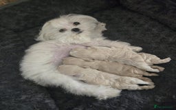 Maltipoo dogs for sale: 🐾 🐾3 Beautiful Maltipoo Girls Available! 🐾 - Image 5