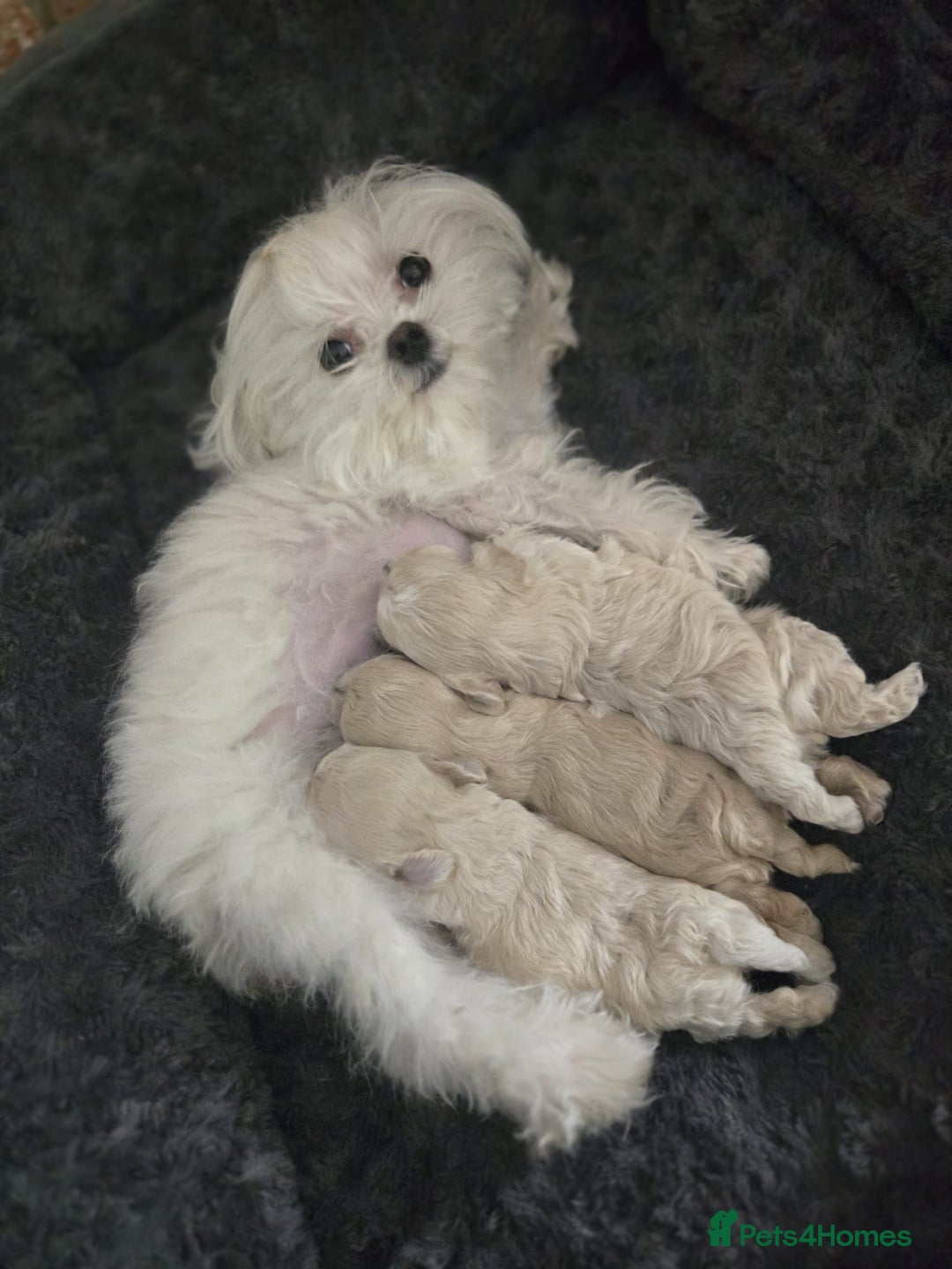 Maltipoo dogs for sale: 🐾 🐾3 Beautiful Maltipoo Girls Available! 🐾 - Image 5