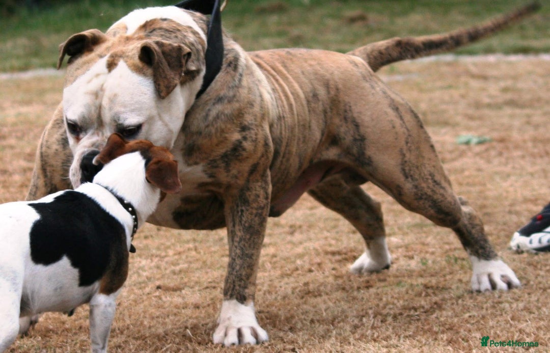 Alapaha Blue Blood Bulldog dogs for sale: SUPERB PICK OF LITTER PUP 5***** - Advert 21