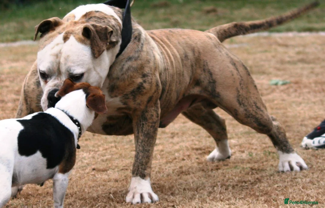 Alapaha Blue Blood Bulldog dogs for sale: SUPERB PICK OF LITTER PUP 5***** - Advert 19