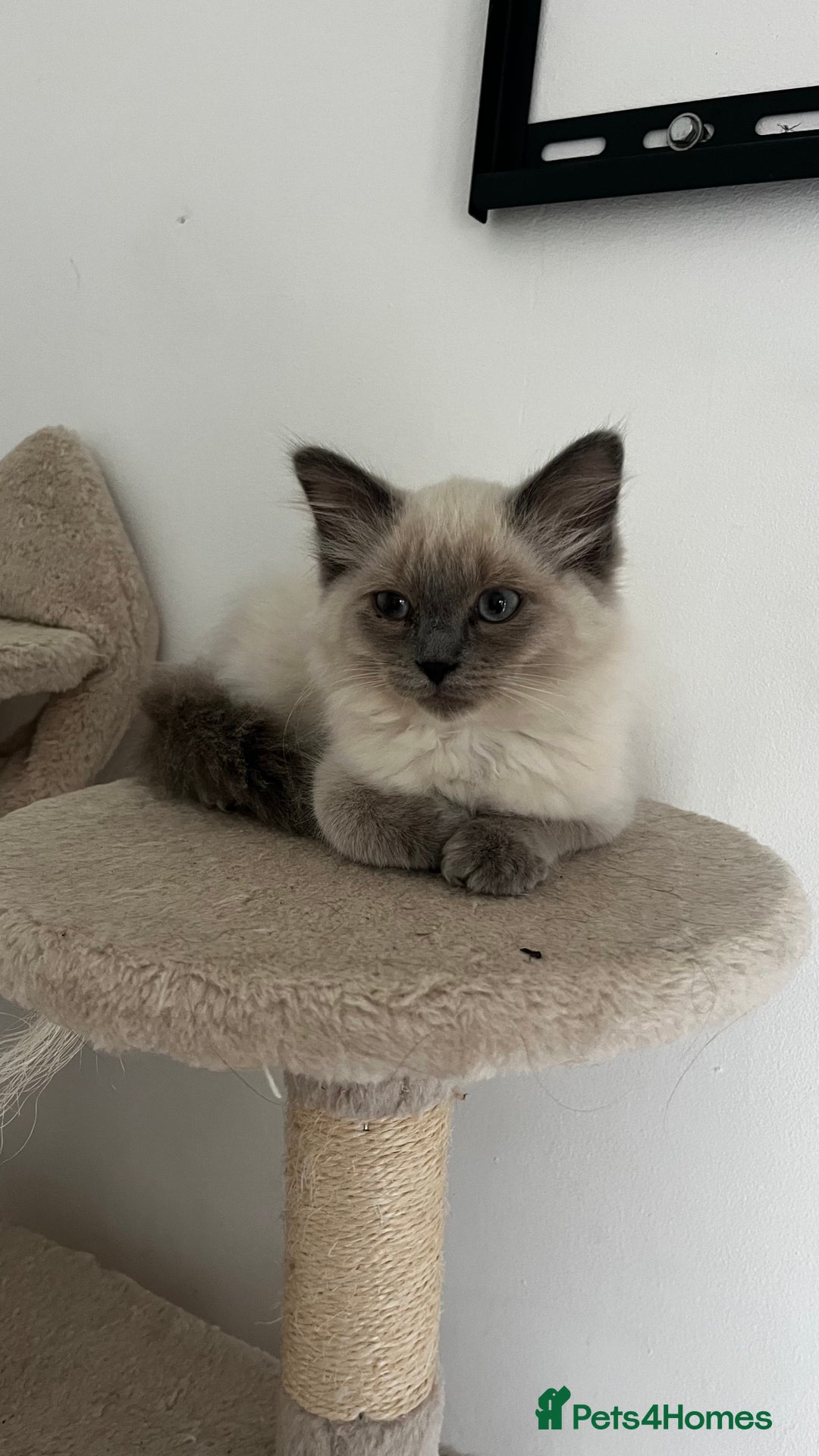 Ragdoll cats for sale: Beautiful ragdoll kittens - Image 12