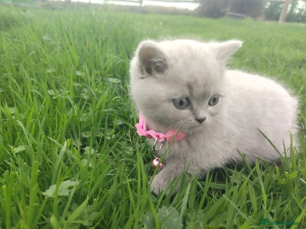 British Shorthair cats - Advert 8