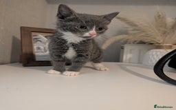 Mixed Breed cats for sale: Last grey kitten  - Image 1