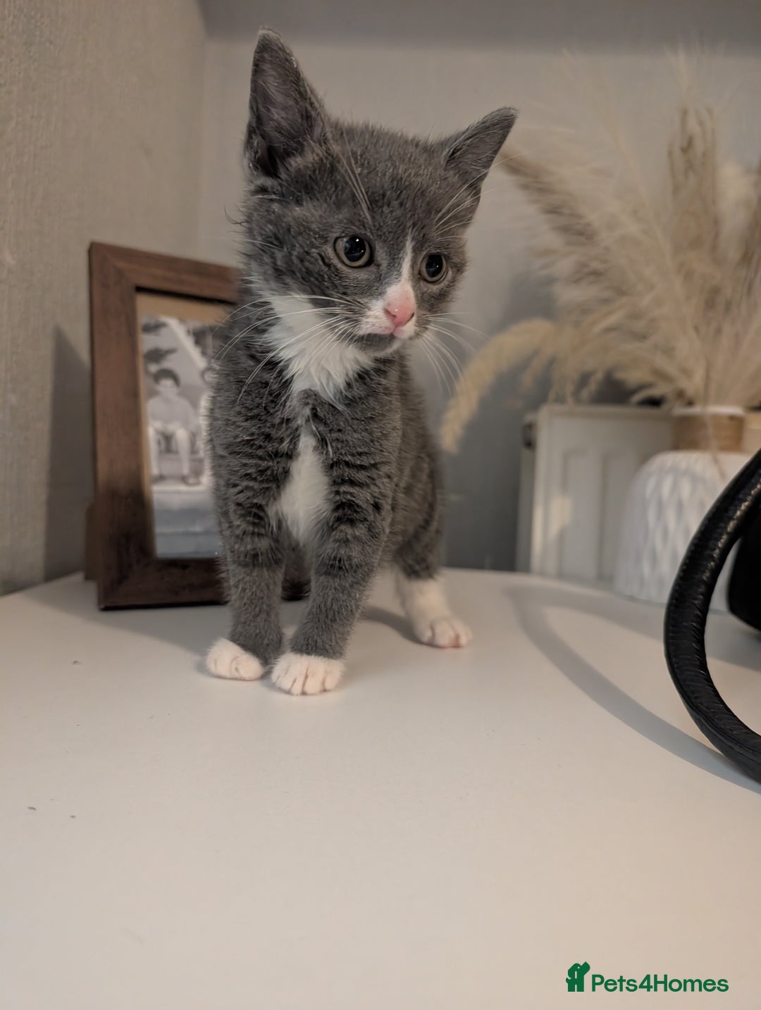 Mixed Breed cats for sale: Last grey kitten  - Image 1