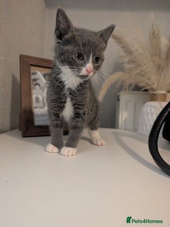 Mixed Breed cats - Advert 3