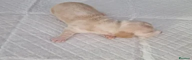 Dachshund 3