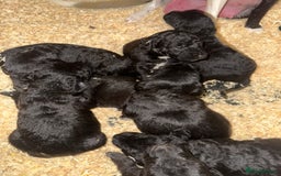 Mixed Breed dogs for sale: Bedlington x whippet Lurcher pups - Image 1