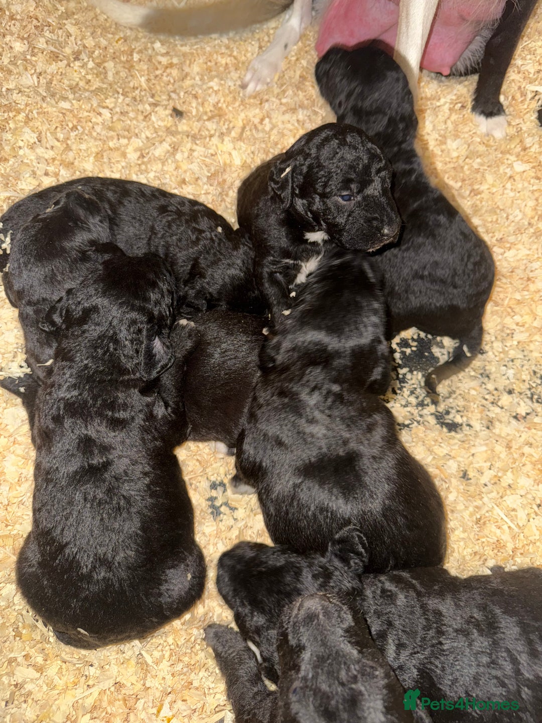 Mixed Breed dogs for sale: Bedlington x whippet Lurcher pups - Image 1