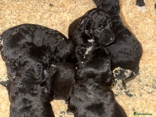 Mixed Breed dogs - Advert 2