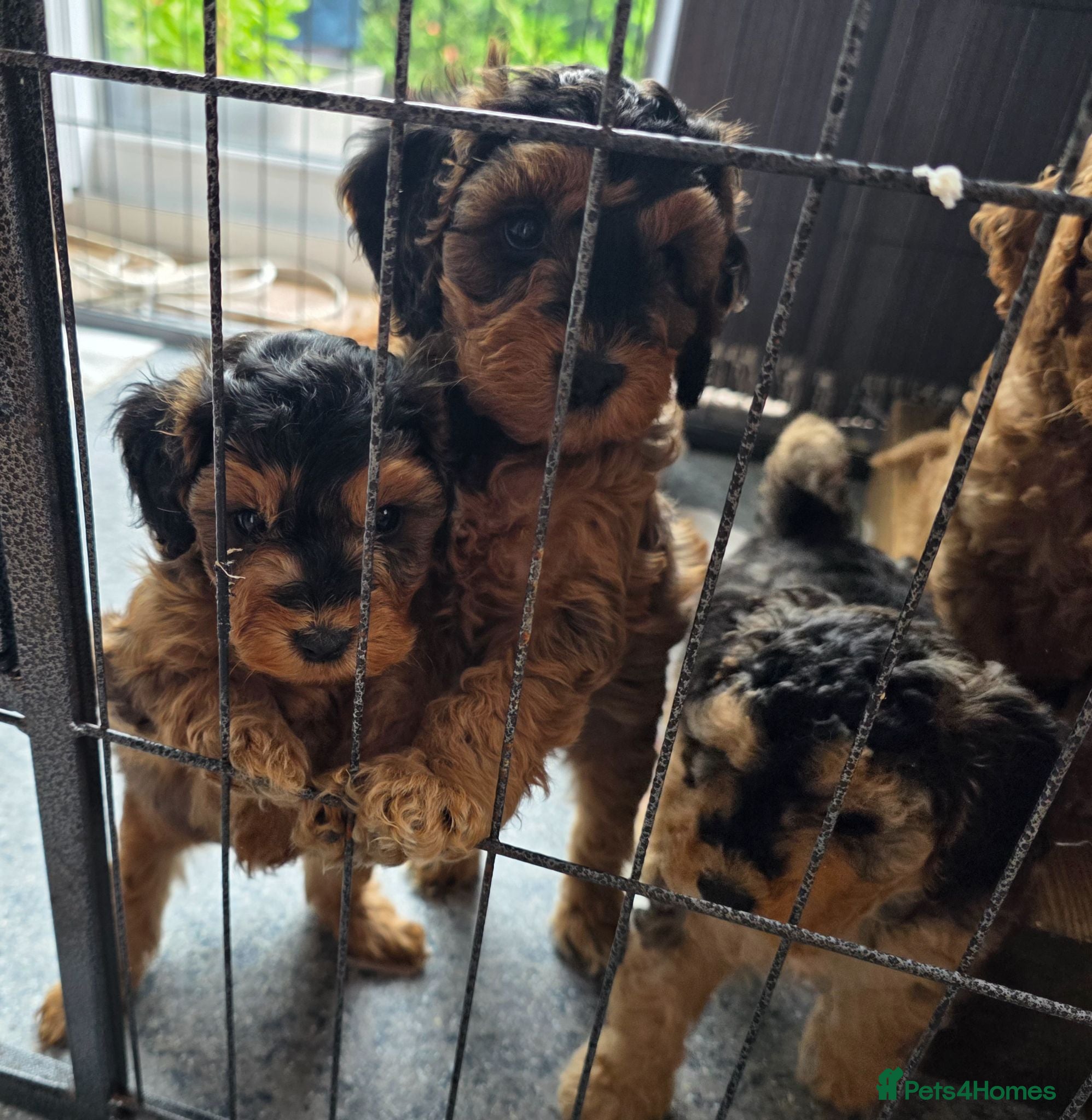 Cockapoo dogs Fabulous F1b cockerpoo puppies - Advert 2