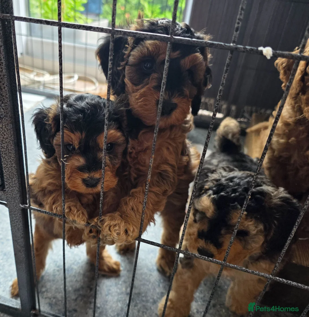 Cockapoo dogs for sale: Fabulous F1b cockerpoo puppies - Advert 1