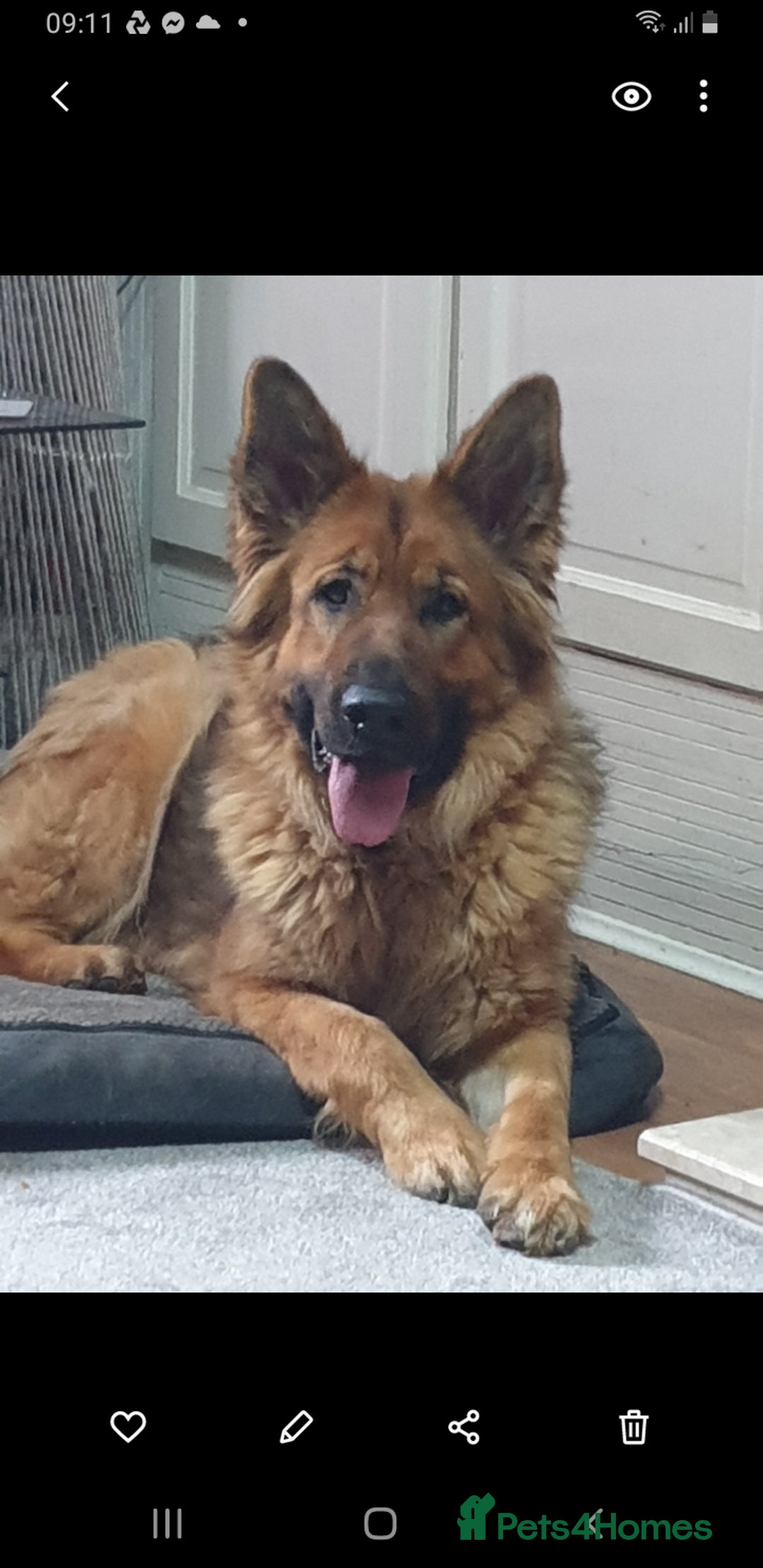 German Shepherd dogs for sale: FEMALE GERMAN SHEPHERD  - Advert 3