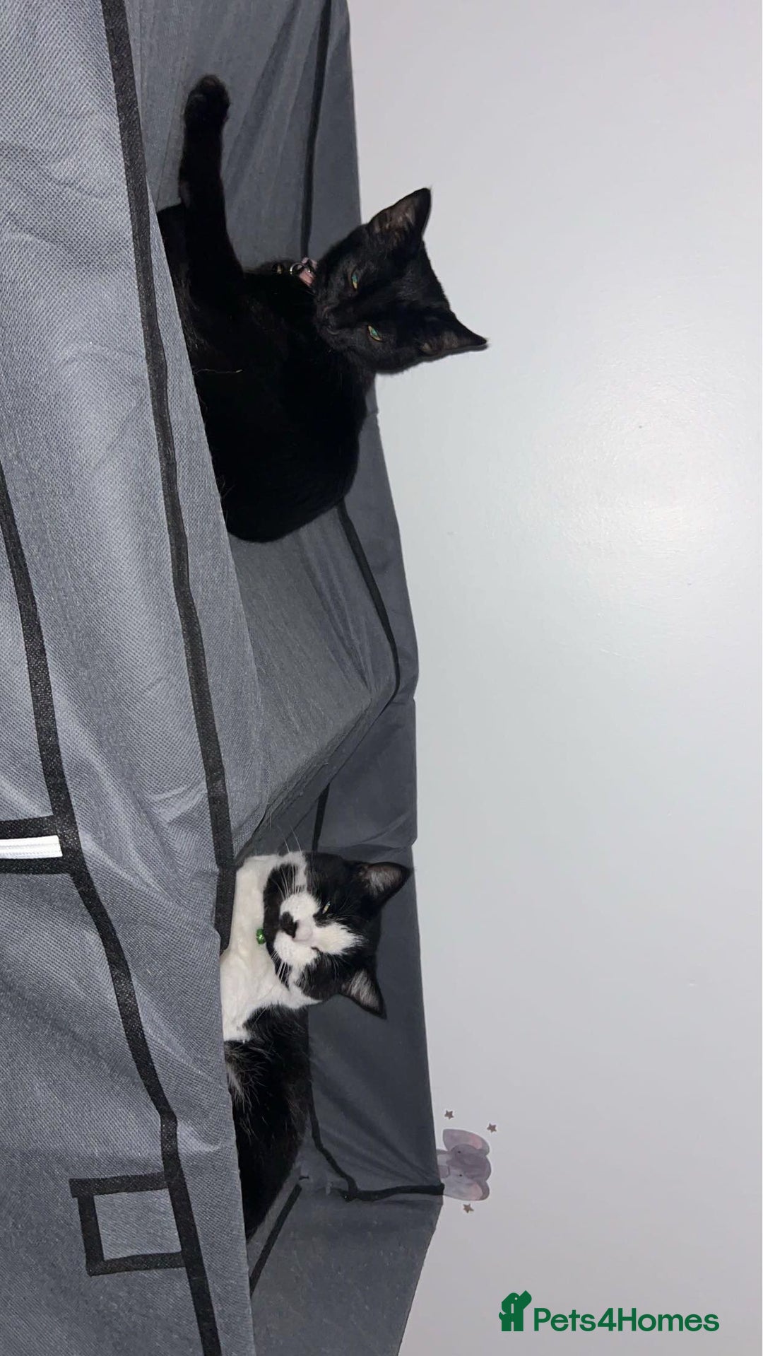 British Shorthair cats for sale: Black British Shorthair Female - Image 4