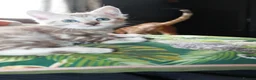 Bengal cats for sale: Two Male Bengal Kittens for Sale - Advert 3